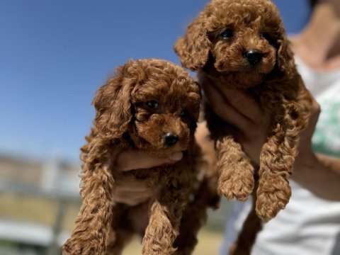 Petmode köpek çiftliğinden aktif 10 adet toy poodle