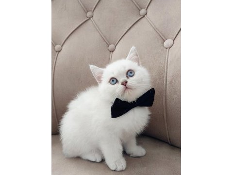 Teslime hazır erkek british shorthair yavrumuz