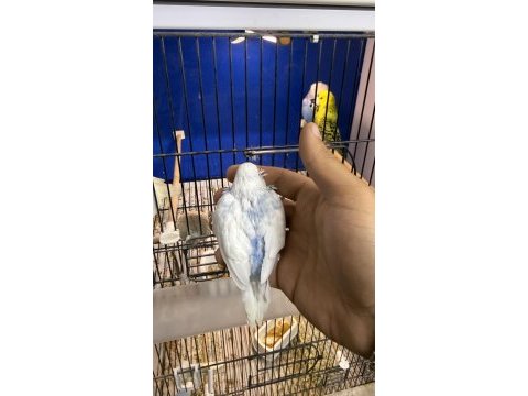 Yeni yeme düşmüş iri çek muhabbet kuşu yavrular