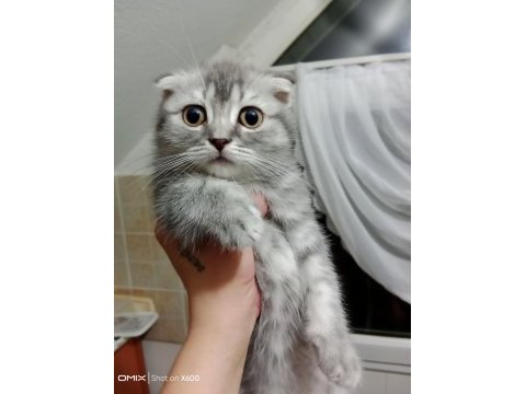 Tatlış ponçik scottish fold silver