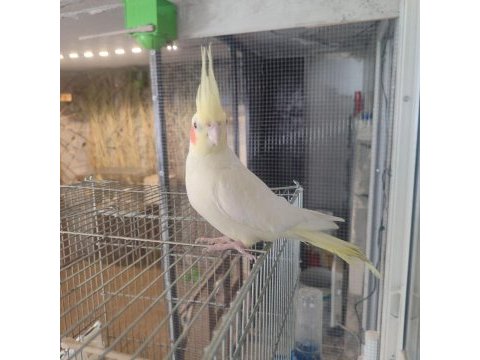 Dişi lutino sultan papağanı