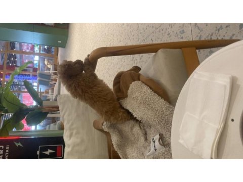 Sahibinden toy poodle dişi
