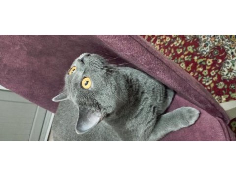 1.5 yaşında dişi kısır british shorthair