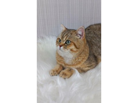 Orjinal safkan ırk şecereli british shorthair