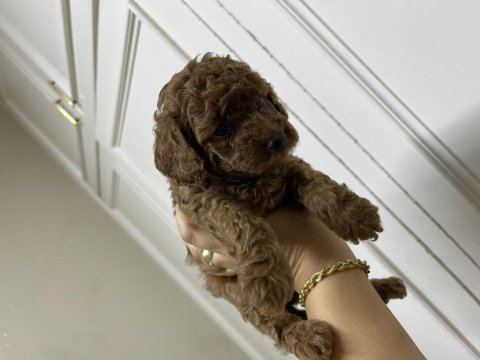 Sevecen tatlı poodle bebişler