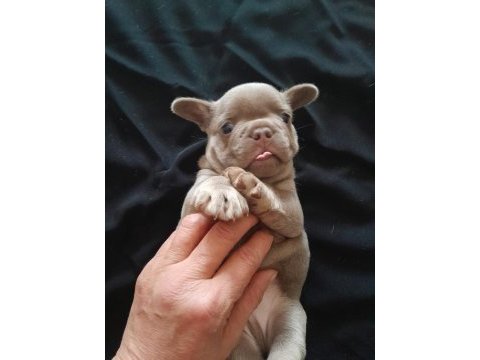 İsabella and tan french bulldog