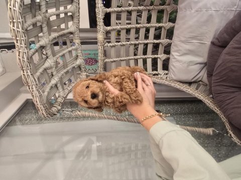 Erkek toy poodle