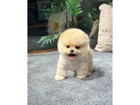 Sevimli minik pomeranian dostlarımızı görmek ister misiniz?
