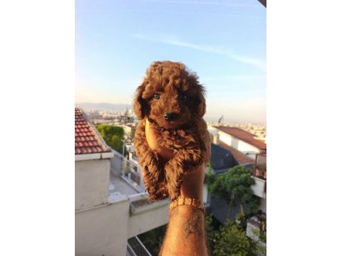 Toy poodle yavrular