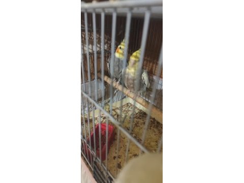 Yavru alışmış damızlık cif sultan papağanı
