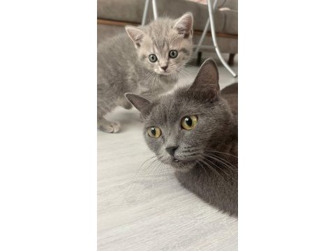 2 aylık yavru kedim yeni yuvasını arıyor