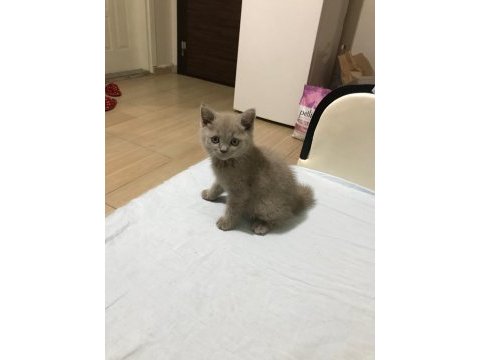Safkan british shorthair, 2 aylık, oyuncu oğlumuz luffy