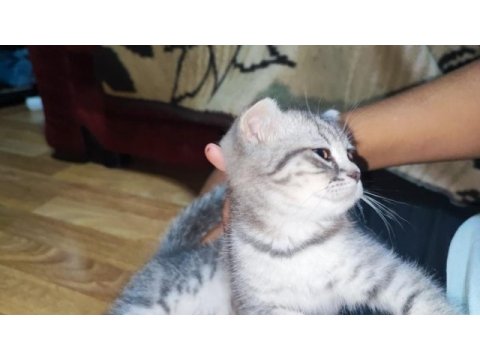 Scottish fold yavrumu sahiplendiriyorum