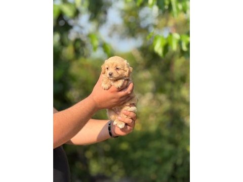 Aşılı çiş eğitimli maltıpoo  bebekler 