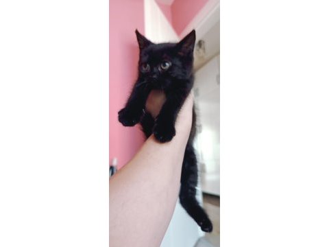British shorthair silver cocolate cinsi safkan