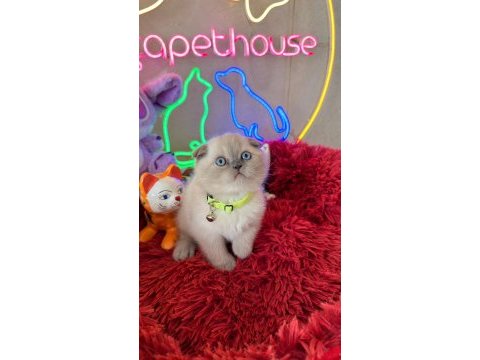Scottish fold ayı suratlı son derece safkan