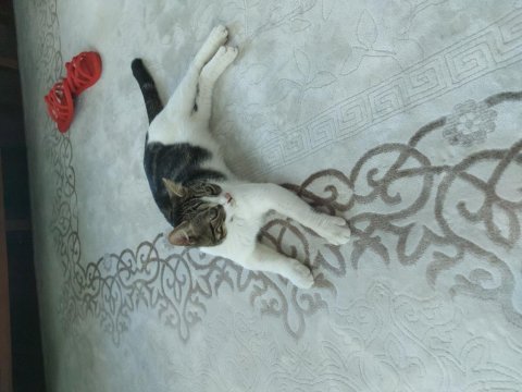 Aşılı bakımlı eğitimli 7 aylık ev kedisi