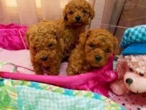 Baby toy poodle yavrular yeni yuvalarını bekliyor