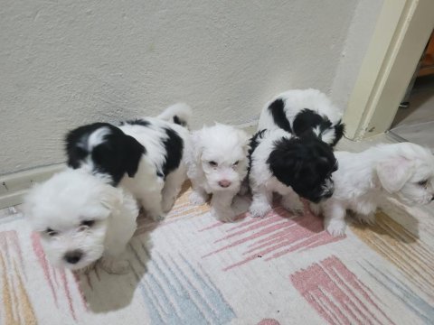 Yavru maltese terrier köpekler