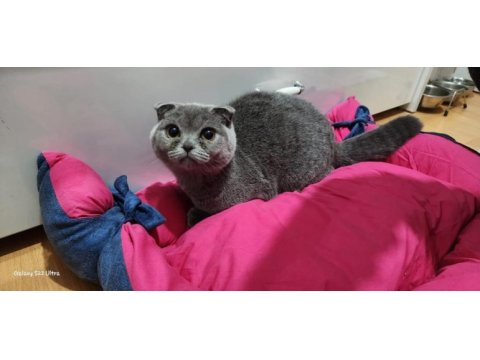 Altı aylık dişi scottish fold kedimi sahiplendiriyorum