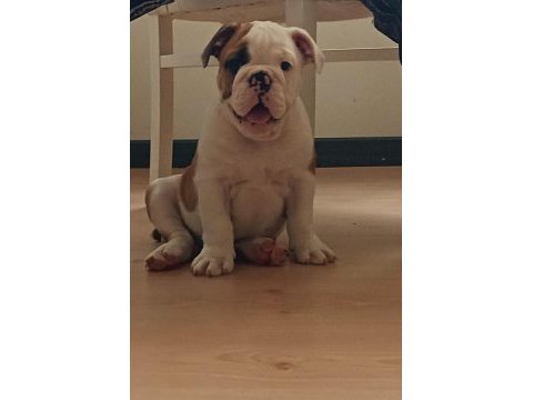 Kar topu ingiliz bulldog yavrularımız