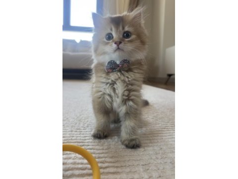 British longhair golden ny25