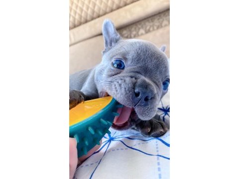 Blue lilac tan french bulldog