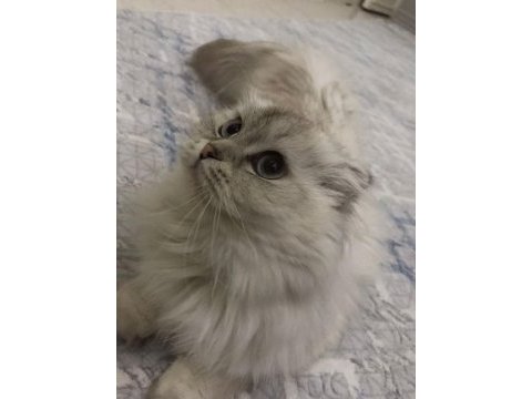 Scottish fold dişi 12 aylık