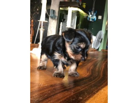 Ankaranın en güzel tea cup yorkshire terrier leri