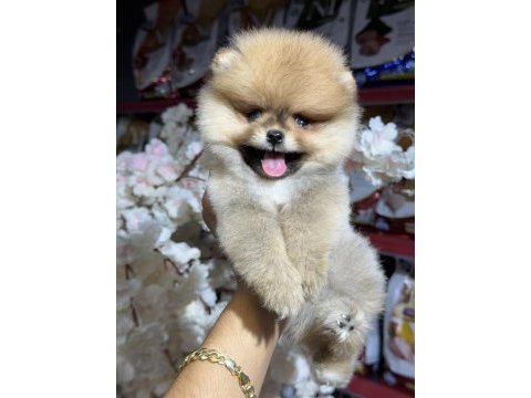 Federasyon kayıtlı pomeranian bebekler