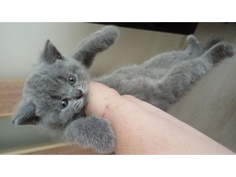 Scottish fold yavrular teslime hazır