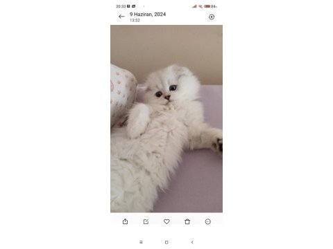 Anne baba secereli 3 aylık scottish fold long hair silver