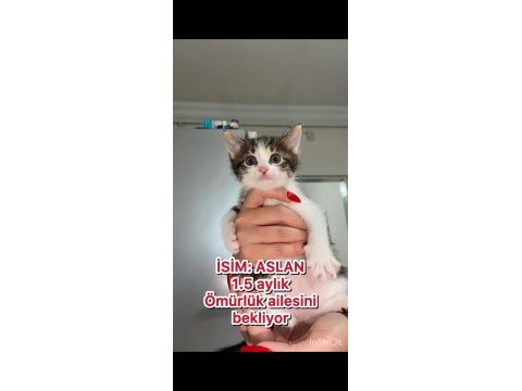 Mini mini tekir kediler yeni sıcak yuvalarını arıyoruz
