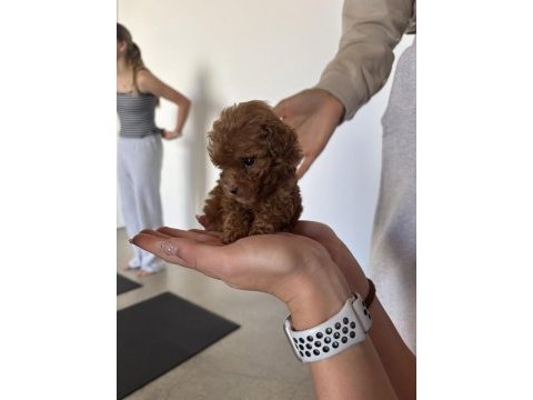 Toy poodle orijinal