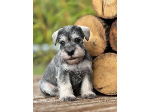 Miniature schnauzer pepper and salt (fcı pedigree)