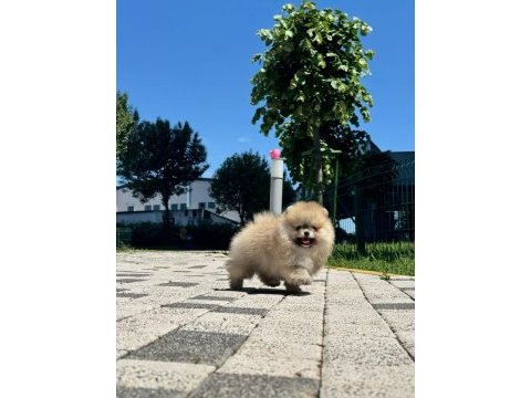 Pomeranian yavru 2,5 aylık köpeğimiz