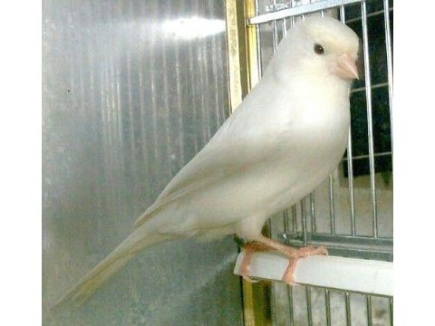 Kanarya erkek konuşan kuşlarımız gönderim sağlanır