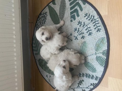 Maltese terrier 2 aylık