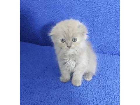İstanbul içi adrese teslim lilak scottish fold longhair