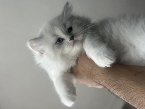 1.5 aylık british longhair mavi gözlü yavru