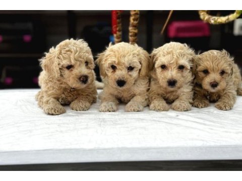 Sağlık garantili maltipoo bebeklerimiz