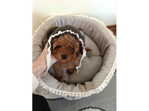 Toy poodle puppy