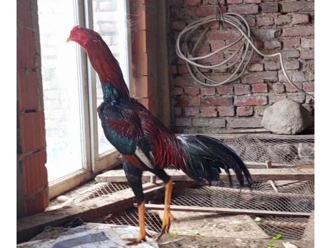Safkan hint horozları 10 aylık