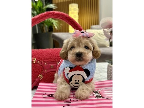 Muhteşem maltipoo bebekler ile karşınızdayız