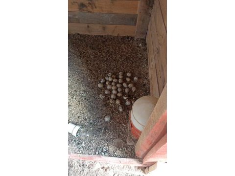 Günlük döllü bıldırcın yumurtası