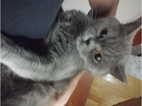 27 aylık uysal dişi british shorthair kedimiz