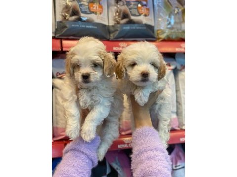 A kalite maltipoo yavrusu 0 beden