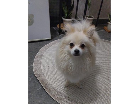 Pomeranian 8 aylık erkek köpeğimiz