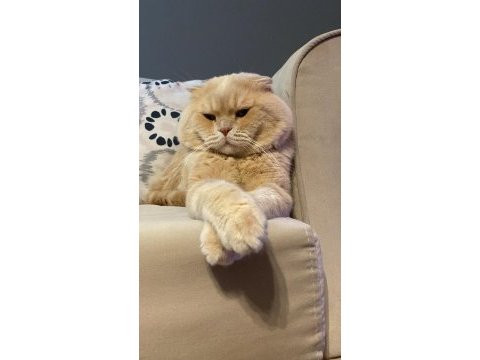 69 günlük dişi british shorthair