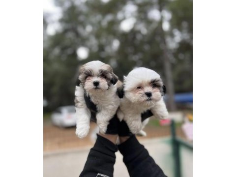 Shih tzu yavrular